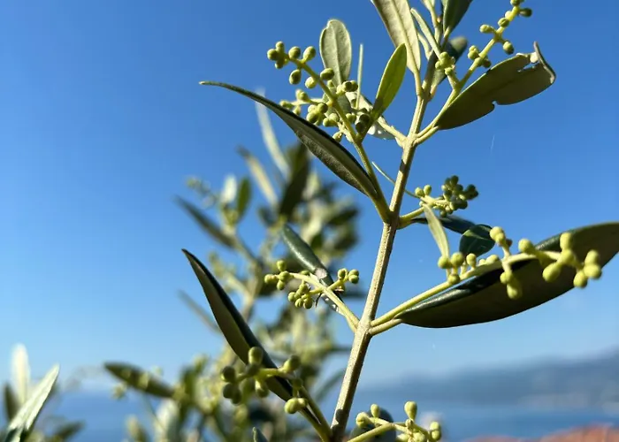 Bestview Kastav Zamet